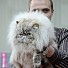 40 котки от редки породи се състезаваха в Paradise Center