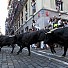 Бикове прегазиха четирима души в Памплона
