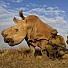 Последният мъжки бял носорог денонощно под охрана