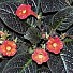 Еписция, Episcia