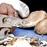 Изложените на слънце гъби са източник на витамин D