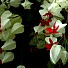 Клеродендрон (Clerodendrum) – дървото на съдбата