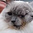 Котка с три очи и два носа разби Рекордите на Гинес