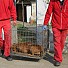 Нахапаната от питбули жена остава в критично състояние