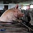 Първи случай на свински грип у нас