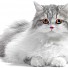 За стрелба срещу котарак се влиза в затвора