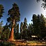 sequoia