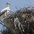 Щъркел открадна сутиен, женската го напусна