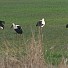 Пет двойки щъркели долетяха в Кочериново