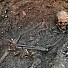 Скелетът от Лестър наистина е на крал Ричард III